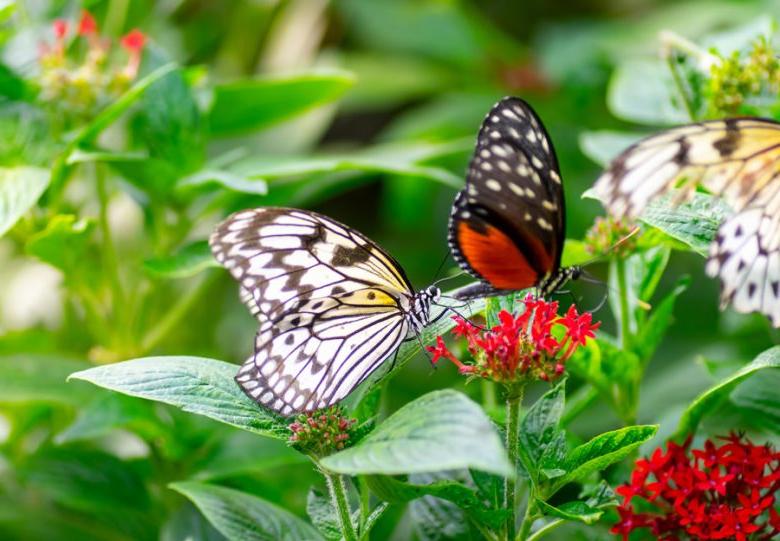 家蝴蝶保护区在肯德尔，椰林，迈阿密，迈阿密海滩和附近的城市